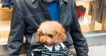 大爷将泰迪放腿上姿势超可爱，就像带孩子一样，把众人逗乐！ 