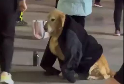 主人跳广场舞热了，把衣服放在狗狗的身上！狗：我是移动的衣架吧！ 