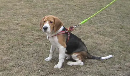 养了7年的比格犬突然走失，狗友爱心接力送回家