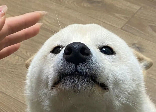 主人假装要摸柴犬却不摸，狗子都快急成海豹了：快点摸我！！