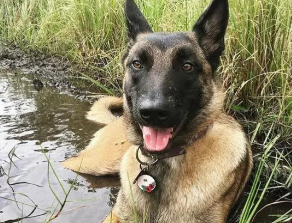 主人被美洲狮攻击，下一秒马犬冲出死里逃生的主人：我欠它一条命