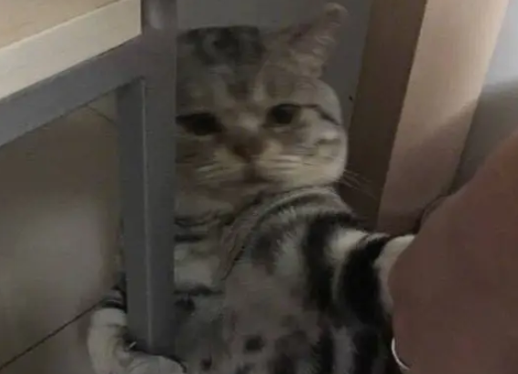 春节期间给猫咪洗澡，拽着大铁门宁死不让？网友：只要盘它就完了