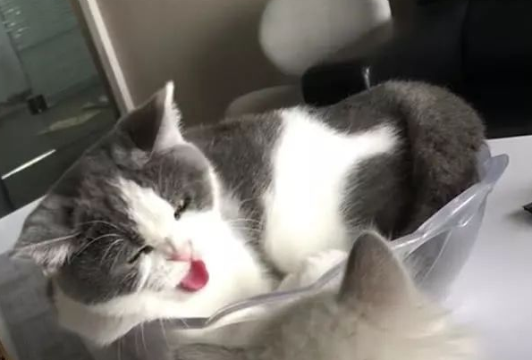 英短猫打喷嚏后被布偶猫盯着就生气了，别人转过头不理它还打人