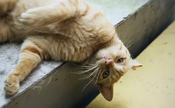 北京八旬老人养200只流浪猫，不堪重负吐血