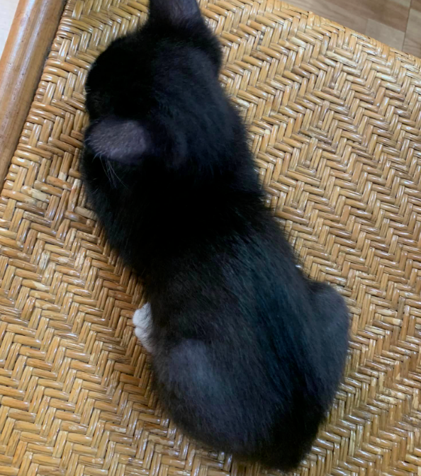 猫咪终于在椅子上伸了个懒腰，还以为会起床，结果...