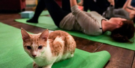 萌猫咪非要跟铲屎官一起做瑜伽，可爱翻了！