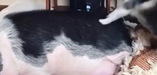 二哈想叫醒睡懒觉的宠物猪，看到它的叫醒方式，让网友都笑喷