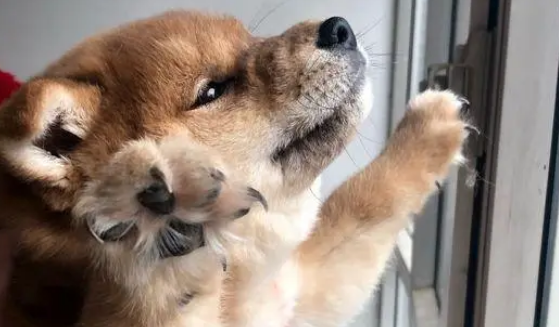 柴犬弟弟从小就胖，长大后得变成一个大胖子，哈哈……