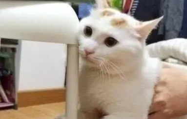 春节期间给猫咪洗澡，拽着大铁门宁死不让？网友：只要盘它就完了