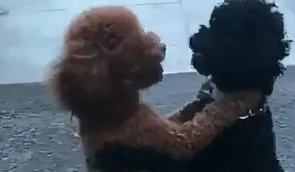 两只泰迪在路边打架，打着打着画风突变，路人：确定不是在跳舞？