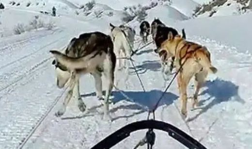 哈士奇拉雪橇时突然内急，原来还可以这样解决