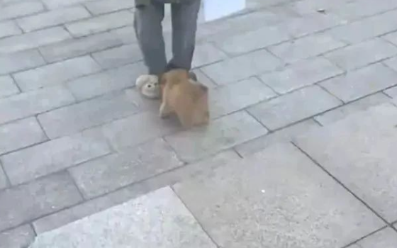 湖北一女生穿拖鞋出门，被陌生狗狗一哭狂追，了解拖鞋的款式后笑了