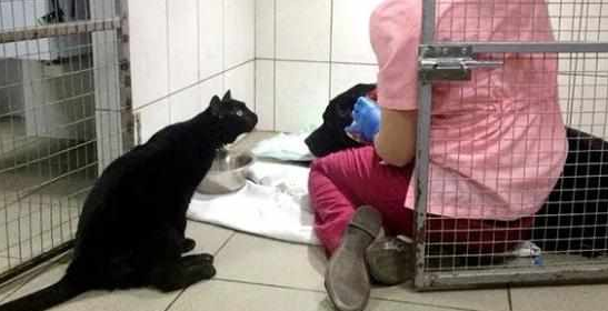 为了安慰流浪动物，猫咪拖着自己没有知觉的脚，穿梭在小屋里