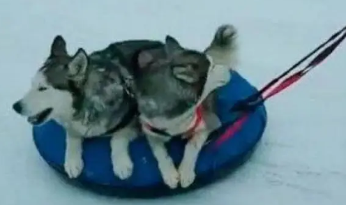 主人拉着哈士奇在雪地上走，二哈却不乐意了，毕竟它可是雪橇犬啊