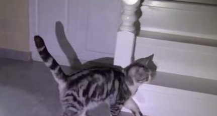 路边女人“盗窃”宠物猫惹争议，宠物店老板：他在路上晒太阳 