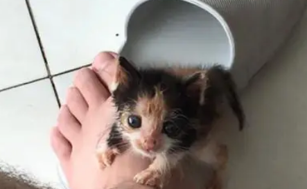 小猫太弱被猫妈抛弃，没有奶吃饿的吃垃圾，被捡回去后能尽情喝奶