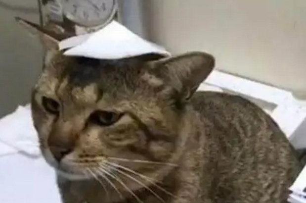 换了玻璃窗户导致猫主子受伤，看这眼神，应该是摊上事儿了 