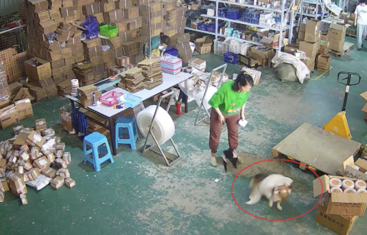 家里的泰迪被柯基欺负后，猫咪赶回家上去就干，也太仗义了吧！