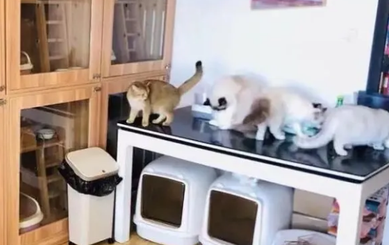 猫咪叼老鼠给主人，这是在报恩吗？