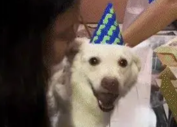 流浪过的狗第一次过生日，笑容超甜：我呀，也终于过上好日子啦！