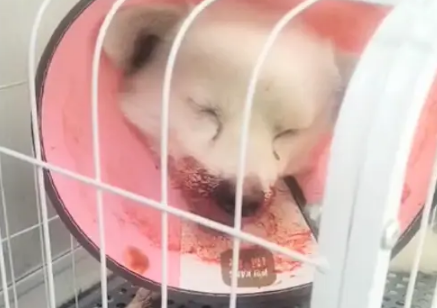 被撞内脏出血的狗狗，奇迹般活下来