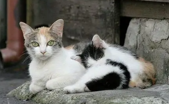 上门喂猫收入1.5万，宠物寄养“一窝难求”