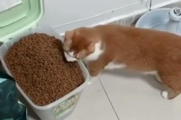 橘猫太贪吃导致发胖,吃着碗里看着锅里,真是让人很想笑