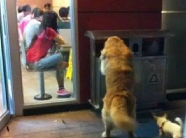 这只每天散步都叼着竹篮的黄金猎犬的行为真的很让人类惭愧...