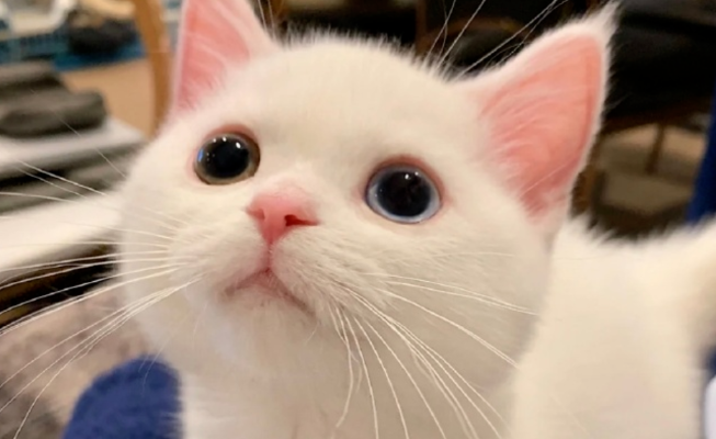 白色小奶猫火遍全网，网友惊呼：这是什么神仙颜值，萌晕了