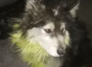 阿拉斯加小时候和长大后的对比照，网友笑到喷饭，你是魔鬼吗 