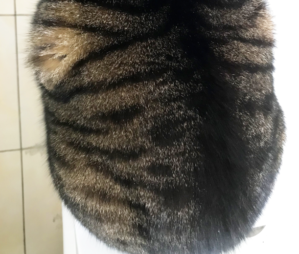 第一次买到十几斤一个的猕猴桃，到手就长了很长的毛，这正常吗？