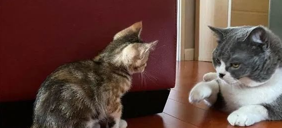 铲屎官担心小猫被欺负，没成想初见面它就礼数周全：先巴结大佬