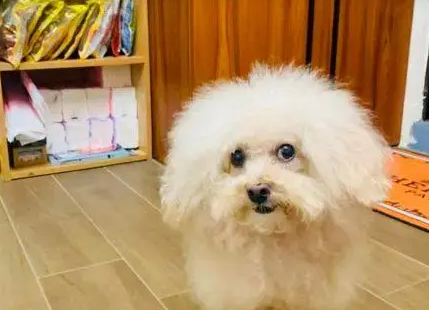 用爱犬的照片定制挡泥板，可对比真狗后，网友笑喷