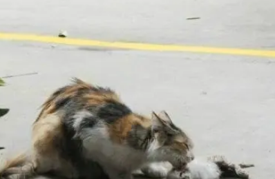 捡了一只流浪小猫回家，结果猫妈叫了一夜