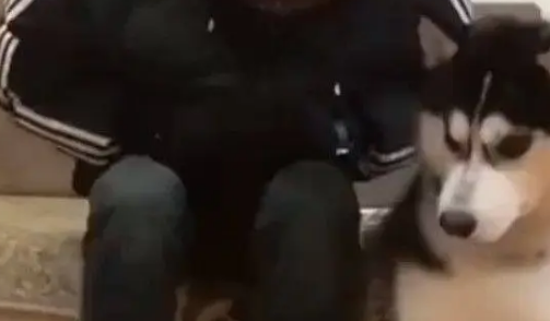 这只哈士奇用实力向大家证明，自己不是二哈，网友看后直呼不纯