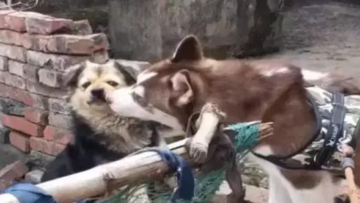 哈士奇调戏中华田园犬，田园犬反手就是一巴掌，二哈不敢动了
