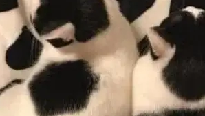 主人网购猫咪同款床单，睡觉时很苦恼，妻子怒了：你和猫过吧