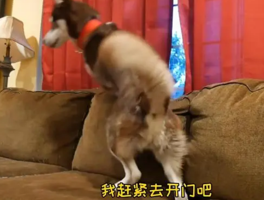 女主人上班后，二哈整天趴在窗户边，狗：别上班我养你吧