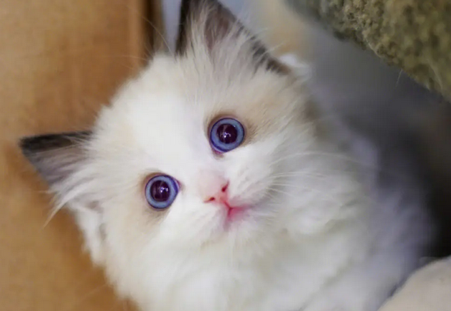 可爱的布偶猫，真的是太漂亮了，网友：这可是猫中公主啊！