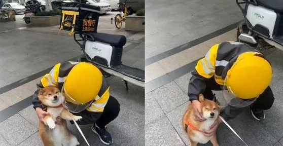 外送员停车就是一阵撸狗，社牛柴犬爽到躺下，奴才笑像渣狗！