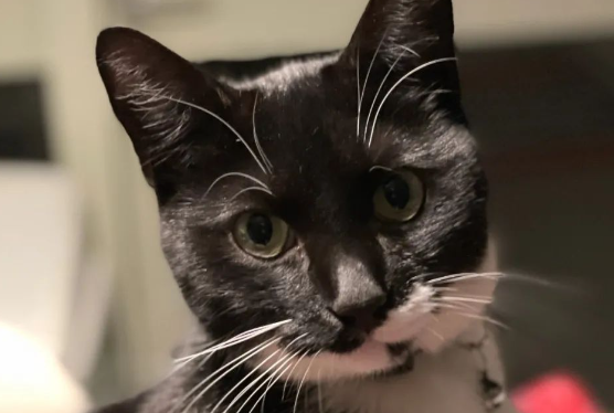 猫咪带回神秘纸条，看到这句话后，主人在猫身上装了个信箱...