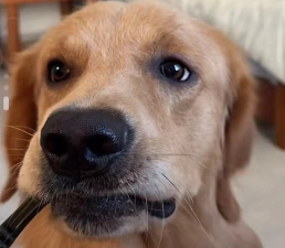 才艺挑战赛！狗狗：这才艺小菜一碟