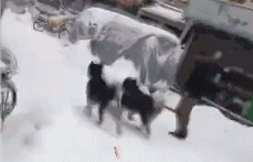 南京大雪，主人让哈士奇拉孩子玩，网友：二哈终于做回本职工作了