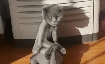 因猫咪太胖，主人给它剃毛后，多了一份沧桑 