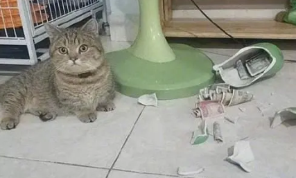 猫咪打碎了我的存钱罐，它们居然比我还生气：不是说没钱买鱼吗？