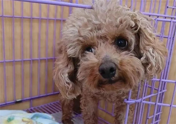 院犬傻乎乎的趣事：居然被骗，网友：这是只善良的狗狗