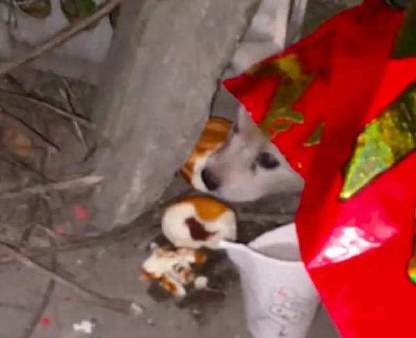 流浪狗被家犬赶出门，它趴在外面待了一天