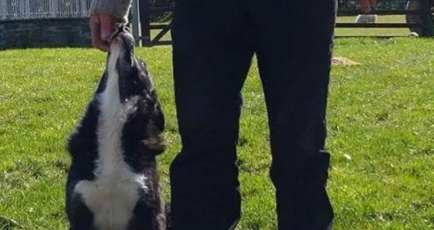 被送走的牧羊犬，徒步走400公里回到主人身边，再重逢时令人感动