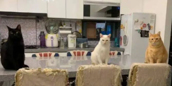 铲屎官加班错过喂猫时间，回到家后，猫咪排成一排集体生气