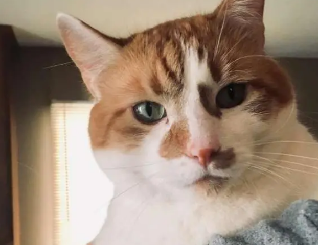 猫咪装可怜让人给它开门，路人每次都会被骗，主人无奈放牌子解释